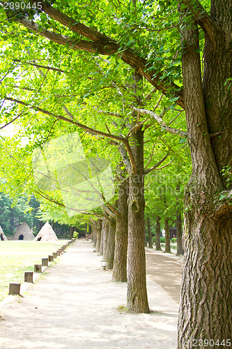 Image of Ginkgo trees, natural background in Nami Island, South Korea