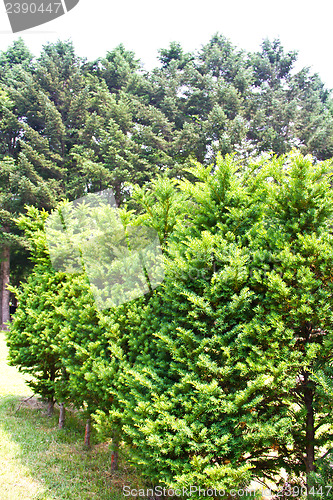 Image of Pine tree in Nami Island, South Korea