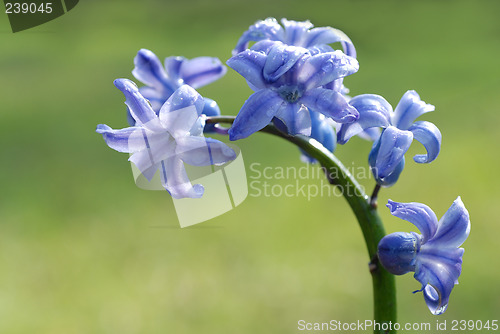 Image of blue hyacinth