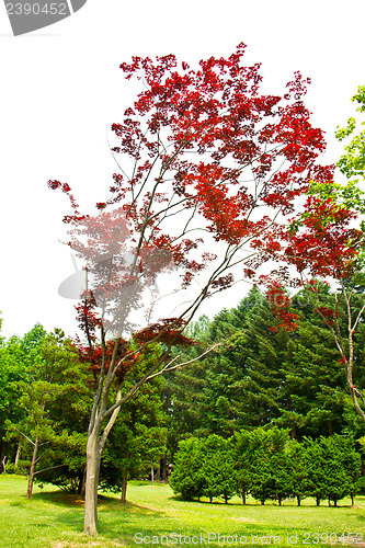 Image of Maple tree