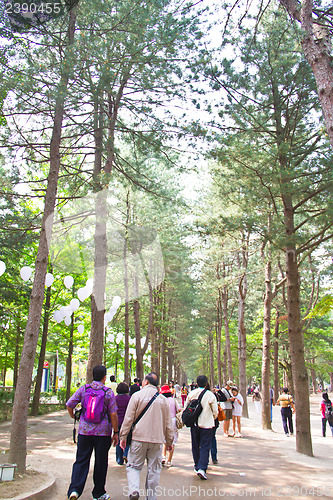 Image of Raw of trees at Nami Island,South Korea