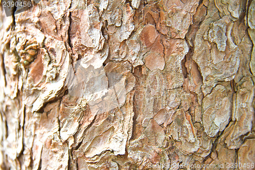 Image of Bark of Pine Tree