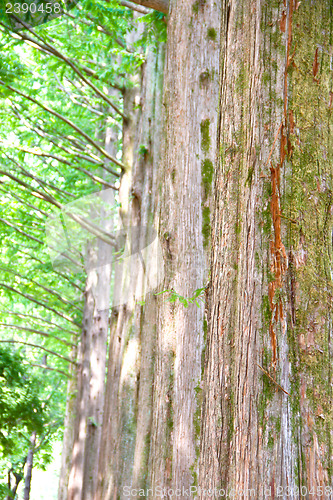 Image of Raw of trees at Nami Island,South Korea