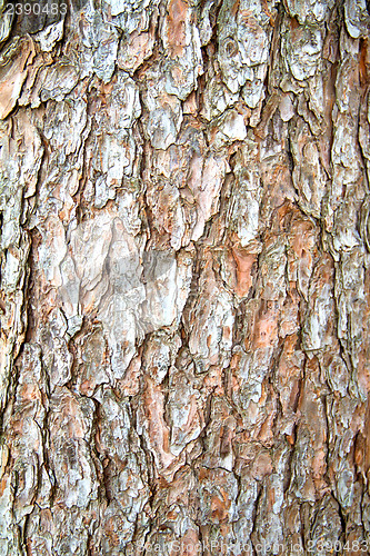 Image of moss and tree bark