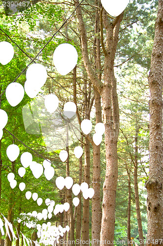 Image of Raw of trees at Nami Island,South Korea