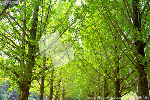 Image of Ginkgo trees, natural background in Nami Island, South Korea