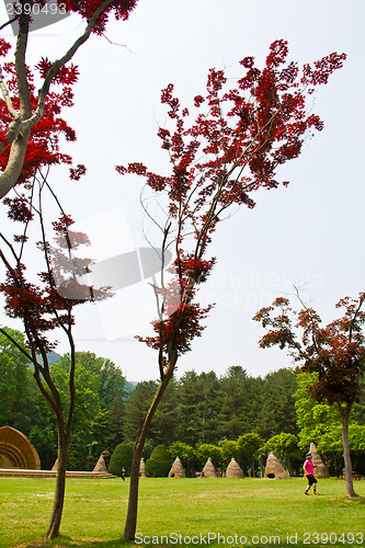 Image of Maple tree