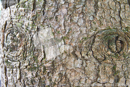 Image of moss and tree bark