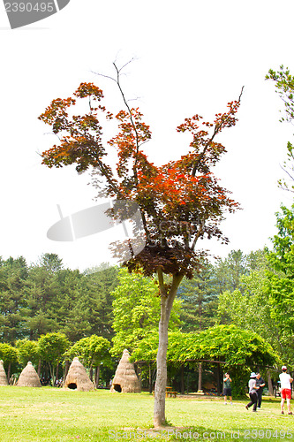 Image of Maple tree