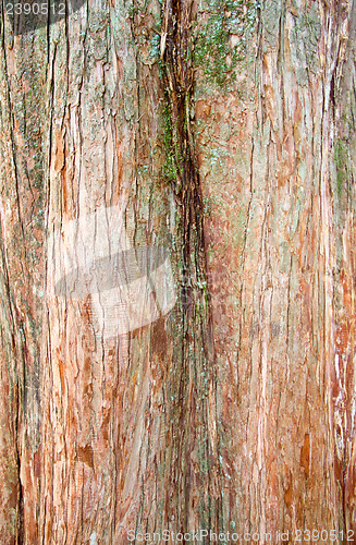 Image of Bark of Pine Tree