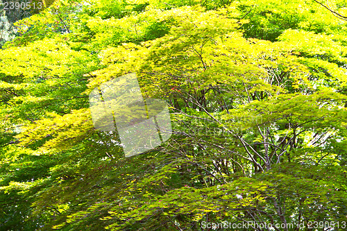 Image of Green maple leafs illuminated by sun natural background in Nami 