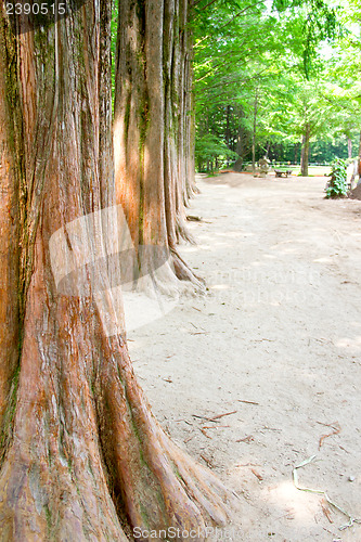 Image of Raw of trees at Nami Island,South Korea