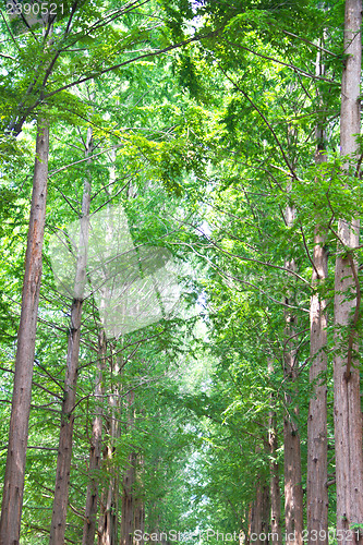 Image of Raw of trees at Nami Island,South Korea