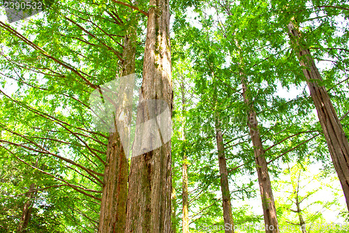 Image of Raw of trees at Nami Island,South Korea