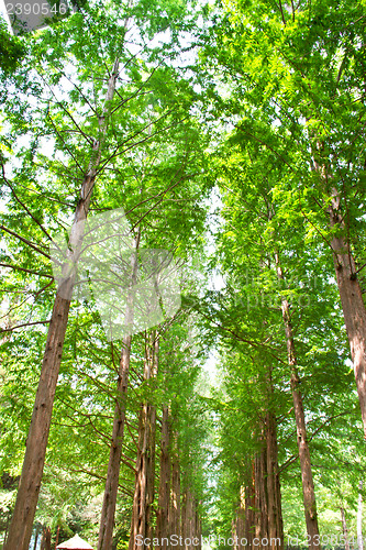 Image of Raw of trees at Nami Island,South Korea