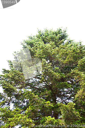 Image of Pine tree in Nami Island, South Korea