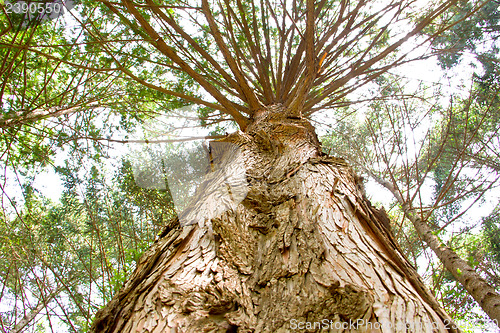 Image of Pine trees at Nami Island,South Korea