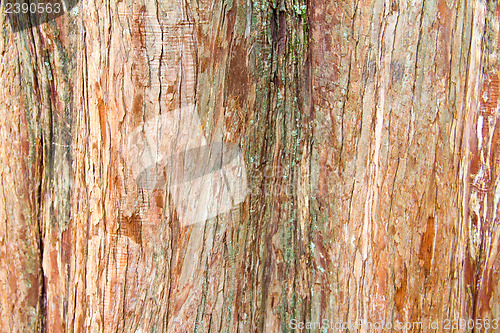 Image of Bark of Pine Tree