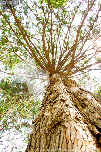 Image of Pine trees at Nami Island,South Korea