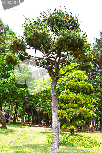 Image of Pine tree in Nami Island, South Korea
