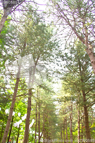 Image of Raw of trees at Nami Island,South Korea