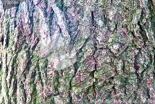 Image of moss and tree bark