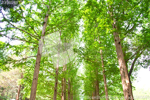 Image of Raw of trees at Nami Island,South Korea