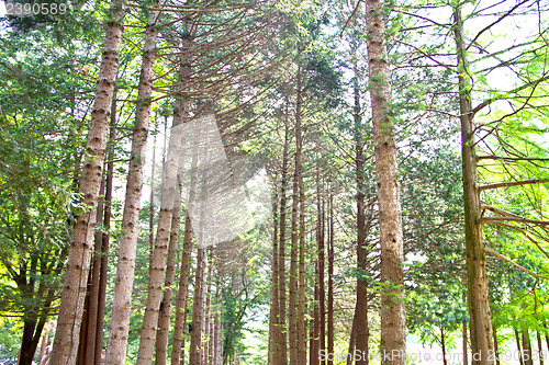 Image of Raw of trees at Nami Island,South Korea