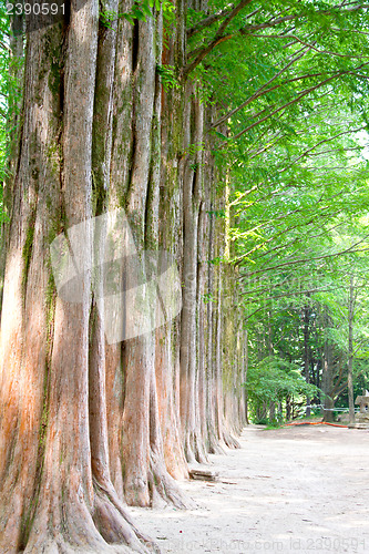 Image of Raw of trees at Nami Island,South Korea