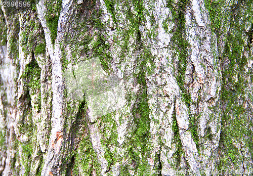 Image of moss and tree bark