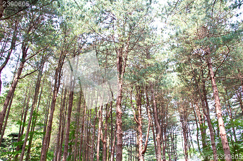 Image of Raw of trees at Nami Island,South Korea