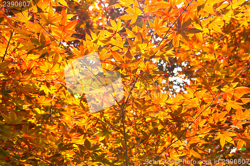 Image of Red maple leafs illuminated by sun natural background in Nami Is