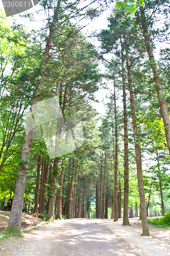 Image of Raw of trees at Nami Island,South Korea