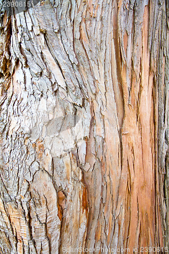 Image of Bark of Pine Tree