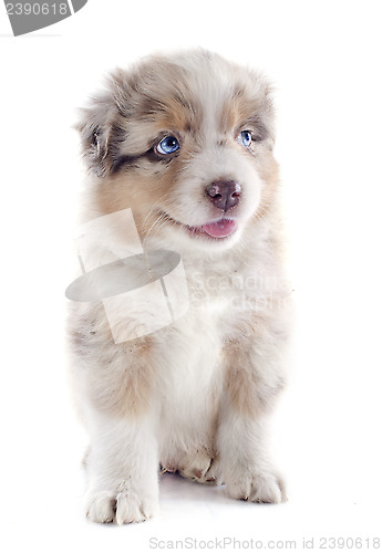 Image of puppy australian shepherd