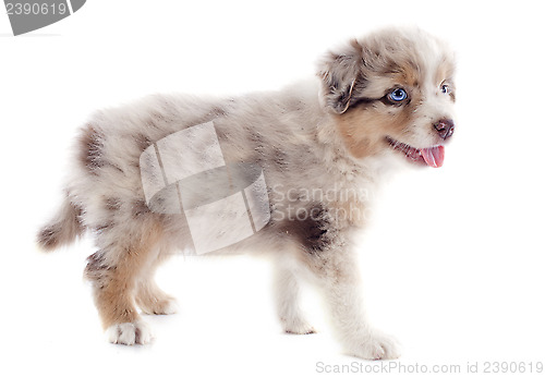 Image of puppy australian shepherd