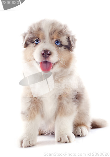 Image of puppy australian shepherd