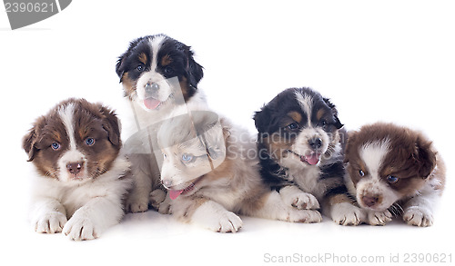 Image of puppies australian shepherd