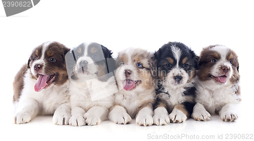 Image of puppies australian shepherd