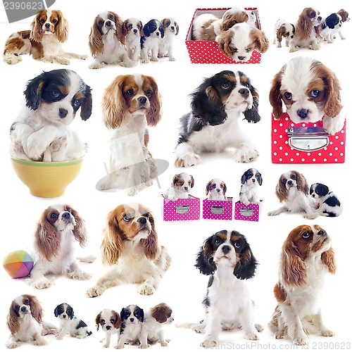 Image of cavalier king charles