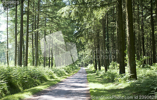 Image of forest in the Limousin