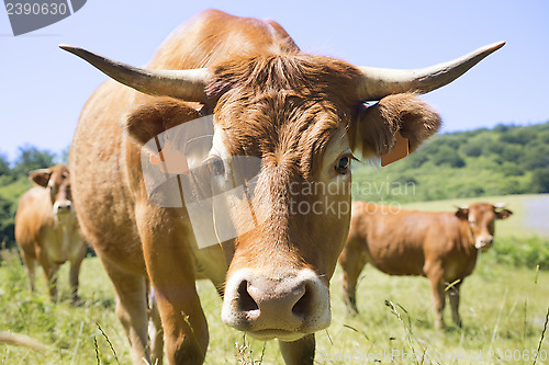 Image of limousine cow