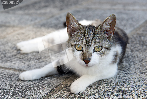 Image of european cat