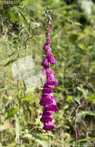 Image of purple digitalis