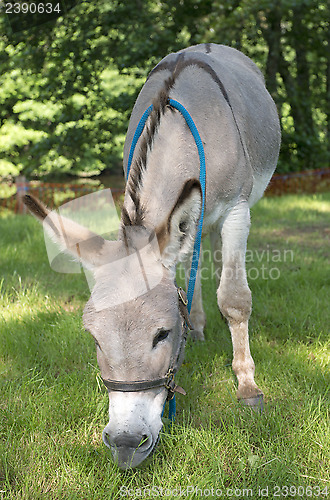 Image of Provence donkey