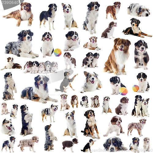 Image of australian shepherds