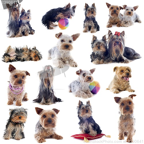 Image of group of yorkshire terrier