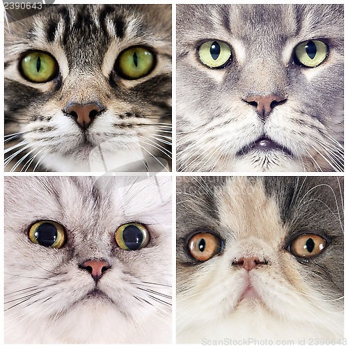 Image of head of cats