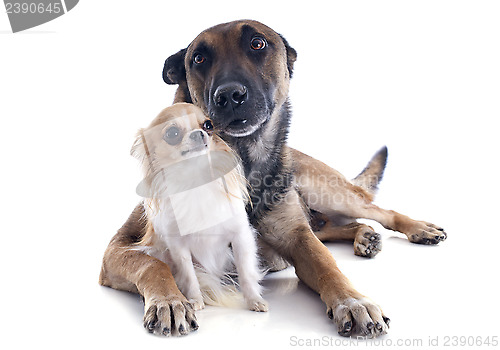 Image of malinois and chihuahua