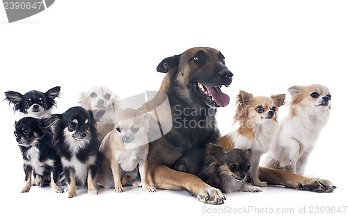 Image of malinois and chihuahuas